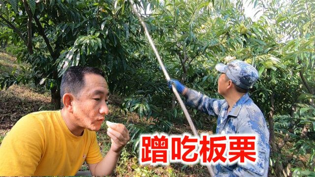 丹东农村蹭吃大板栗,感受农民的真实想法,减产大半听他说的啥?