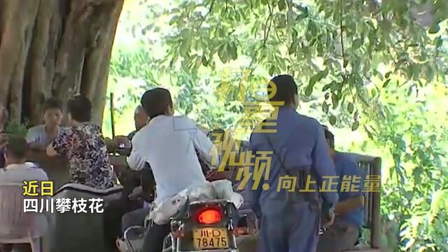 “带活”农产品!芒果搭上电商“快车”,三分之二销量靠直播