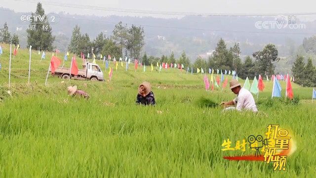 建立多元化观光园,雇佣当地村民开发农家乐等旅游业态