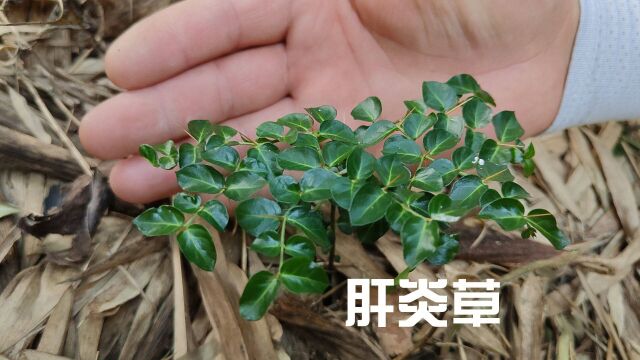 竹林稀有植物“肝炎草”,枝杆上下长虎刺,遇上了请珍惜