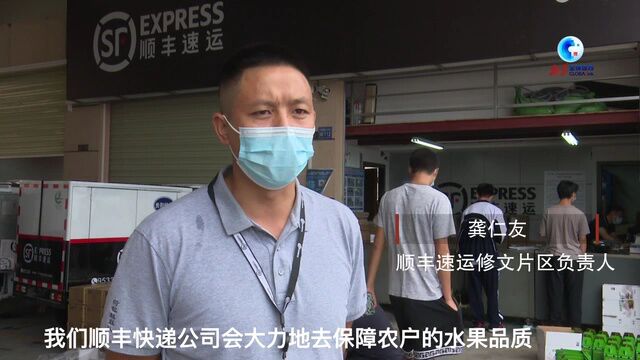 全球连线丨电商助力“中国猕猴桃之乡”拓宽销路