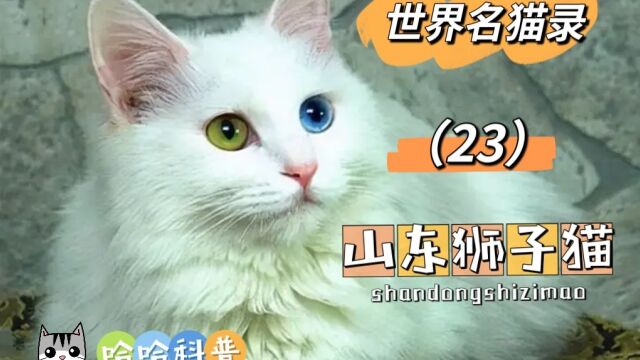 世界名猫录山东狮子猫(23)