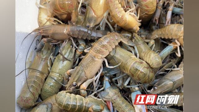 视频丨湘潭“澳洲龙虾”陆续上市 莲(稻)虾综合种养助力农民增收