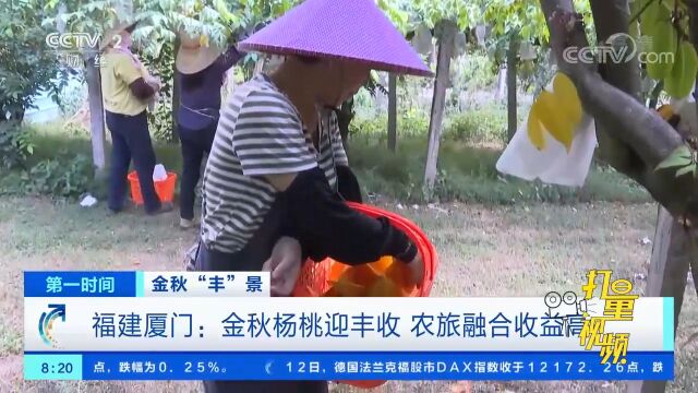 福建厦门:金秋杨桃迎丰收,农旅融合收益高