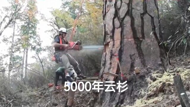 高难度砍伐一颗5000年的云杉