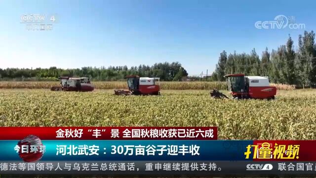 河北武安:30万亩谷子迎丰收,单产预计比2021年提高10%