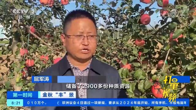 陕西洛川:53万亩苹果陆续成熟