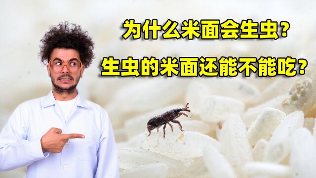 为什么米面会生虫?它们是从哪里来的,生虫的米面还能不能吃?