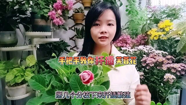 芙蓉花分支太多,掰下几根扦插繁殖,又多了几颗苗