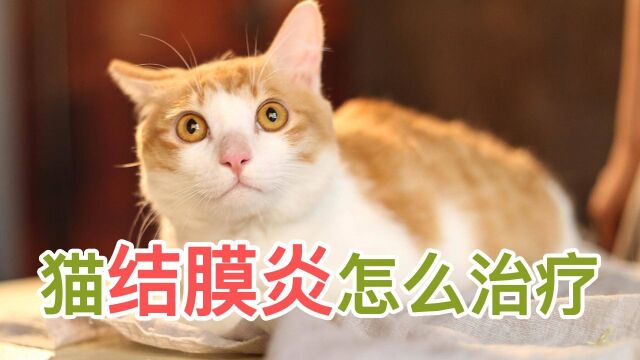 猫结膜炎怎么治疗