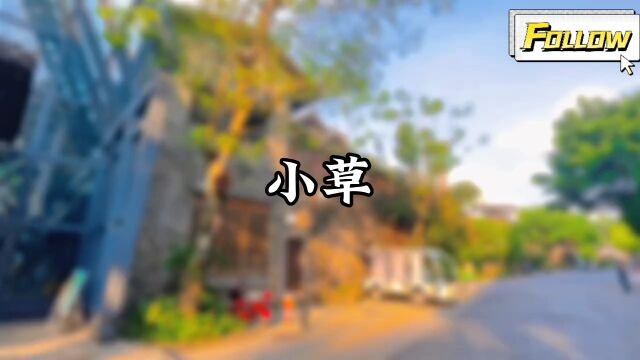 《小草》,经典歌曲,感谢聆听