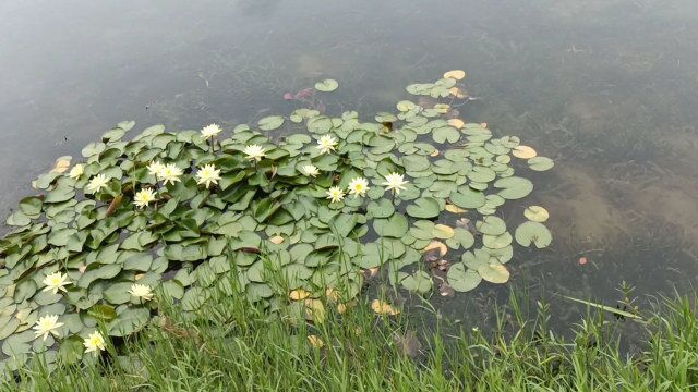 大桥下面也是湖水,经过桥之后,还附带一个小的公园