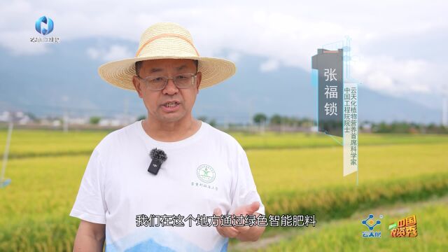 云天化“乡村振兴 大地故事”:绿色智能肥料,水稻出高产