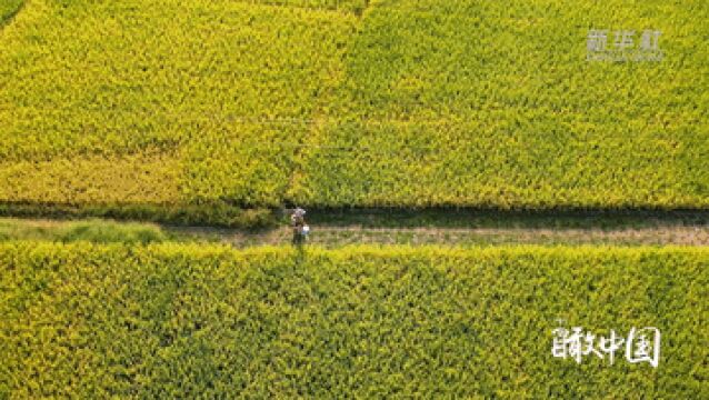 瞰中国|福建龙岩:永定秋韵