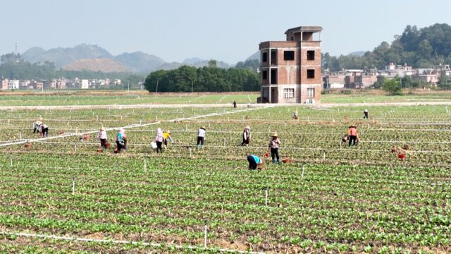 清远连州菜心迎来种植季,农民田间忙碌绘出江南秋种图