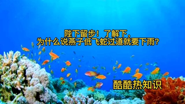 为什么说燕子低飞蛇过道要下雨?