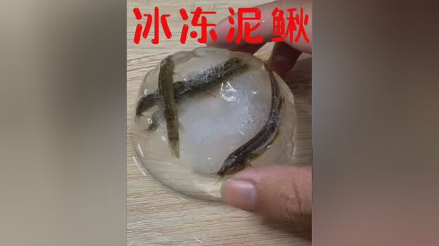 把泥鳅冰冻起来,在解冻,泥鳅竟然还活着,是真的吗 #实验