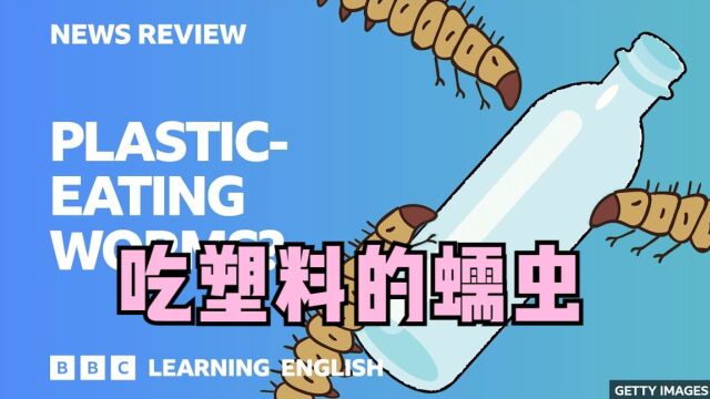 吃塑料的蠕虫,能否帮助人类解决污染问题? BBC学英语 新闻评论