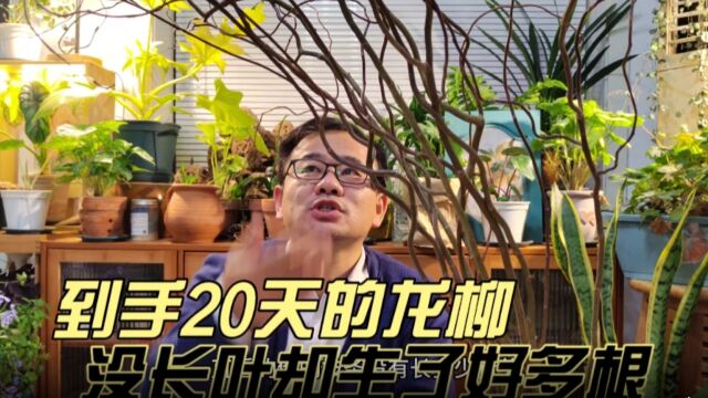 到手20天的龙柳,还没发芽长叶,却长满了新根