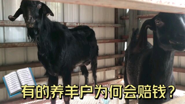 回农村养羊创业,有的赔钱了,从业人觉得有这4点原因