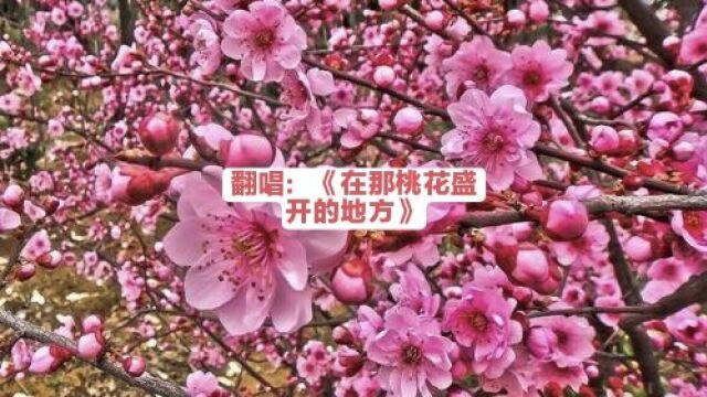 在“全民K歌”中翻唱了《在那桃花盛开的地方》