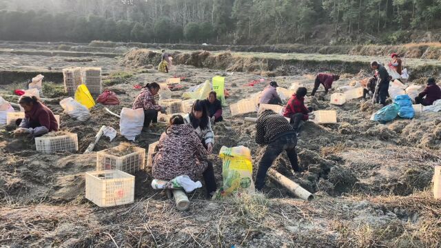 约小凤表姐来基地参观玉竹,亩产达到12000斤,经济效益非常可观