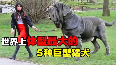 世界上体型最大的5种猛犬，藏獒在它们面前，看着像玩具_高清1080P在线观看平台_腾讯视频