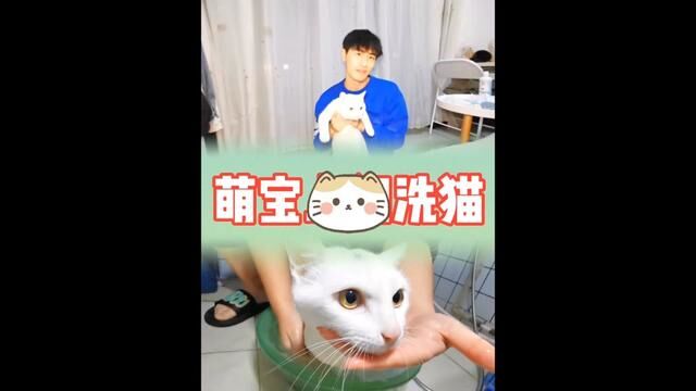 138给你的爱猫洗个澡吧#萌宠好物 #宠物洗护 #猫咪 #西安优选官