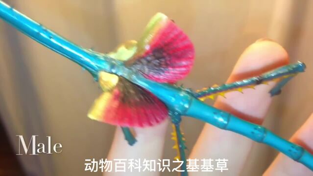 第三漂亮的竹节虫,冷门宠物,动物百科知识之芨芨草