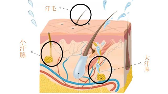 科学绘本:流汗了!