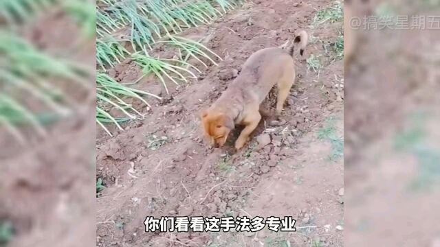 狗子这操作很专业啊