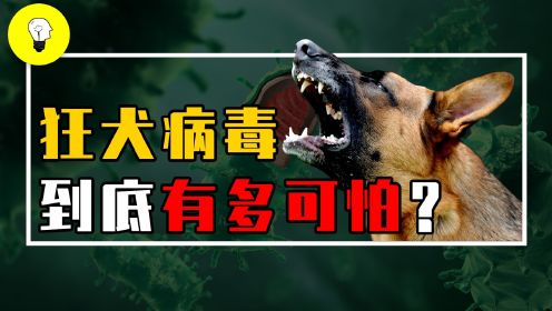 致死率将近100%的狂犬病毒，到底有多可怕？病毒是如何入侵身体的？