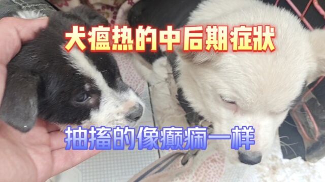 狗瘟犬瘟的中后期症状是什么?看了好几家医院,结果是叫人心疼