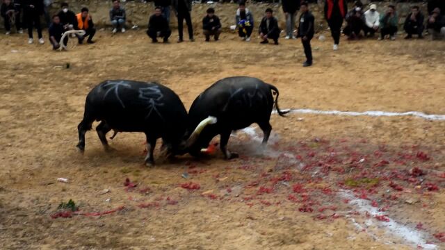 贵州从江能当牛塘民间娱乐斗牛,古岭东南王VS摆过大象.