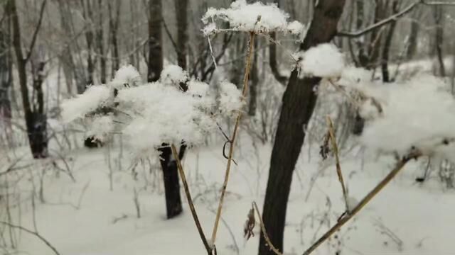 蛇床子,又叫野茴香,它在积雪覆盖下,种子好像是冰莹剔透的花.#三农 #蛇床子#蛇米#野茴香#雪景