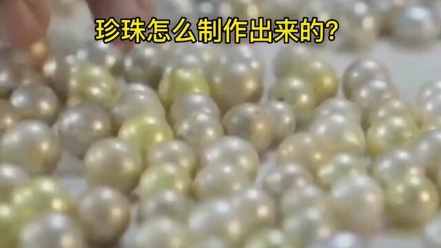 都知道珍珠昂贵,你知道怎么制作出来的吗?#珍珠蚌 #东山海鲜 #珍珠