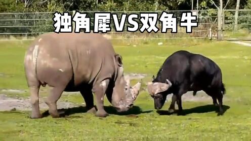 犀牛和野牛爆发起冲突，力量与力量的对抗，到底谁更强一些？