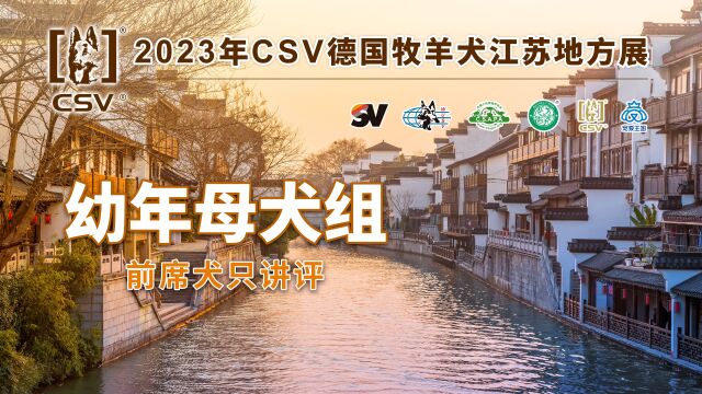 2023年CSV德国牧羊犬江苏地方展幼年母犬组前席犬只讲评