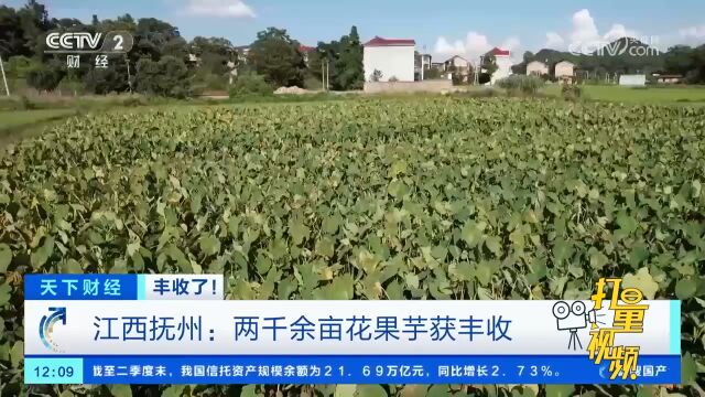 江西抚州:两千余亩花果芋获丰收