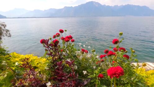 瑞士蒙特勒🇨🇭 夏日漫步4K，一个真正的小天堂。#唐加文#