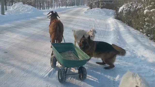 汪星人 #金毛犬 #激萌动物 #宠物卖萌 #德国牧羊犬