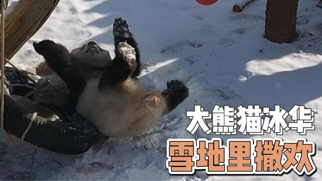 大雪过后,快乐的大熊猫冰华雪地里尽情撒欢!