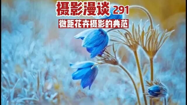 摄影漫谈(291)#摄影