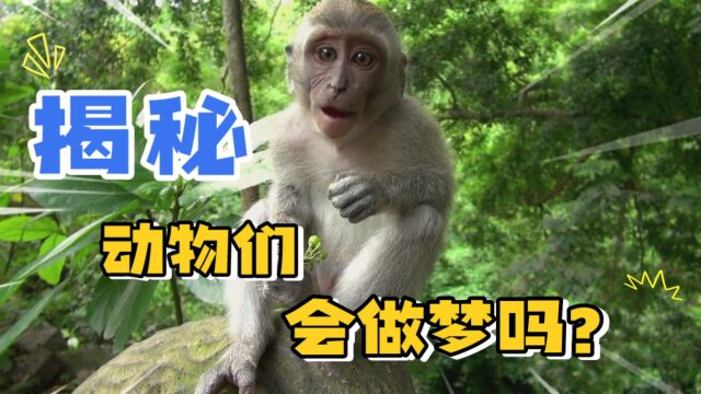 老鼠和猴子也会做梦?科学探索哺乳动物的梦境