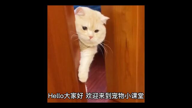 这种猫真的不建议大家养