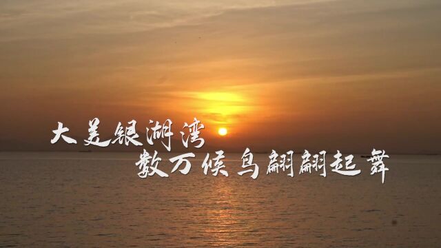 广东新会:大美湿地 银湖湾数万候鸟翩翩起舞“庆新春”