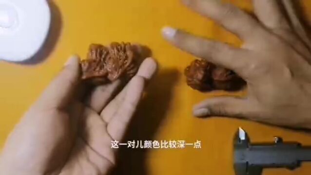 两对小鸟分享给大家,看看文玩小鸟如何!