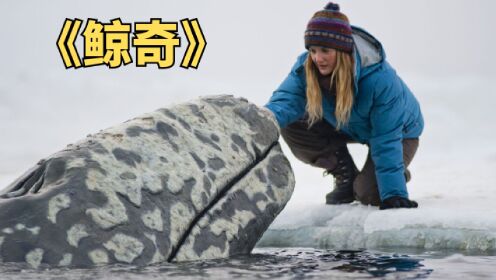 零下30度的北冰洋，众人合力拯救被困鲸鱼。电影《鲸奇》