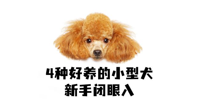 4种好养的小型犬,新手闭眼入!