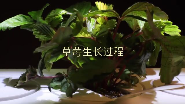 草莓的生长过程你知道吗?